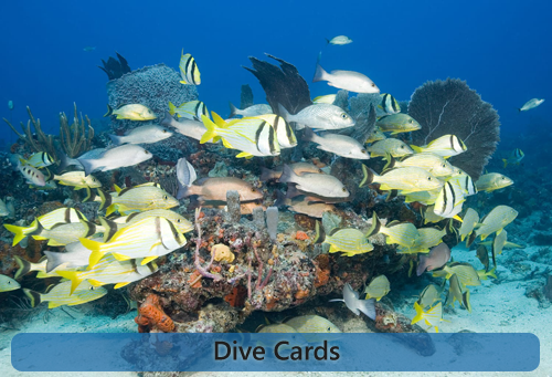 Dive Card